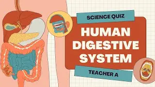 The Digestive System Science Educational Quiz | Teacher A
