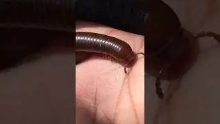 Millipede on my hand🪱🫲 #shorts #millipedes