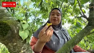 Panen buah apel di kebun di canada 