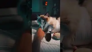 #CuteAnimalVideo #CutenessOverload #SweetCat #InspiringPets #RescueCat #CatWarrior #TinyFighter
