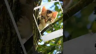 From Photo to Charcoal Art: Kitten Artwork