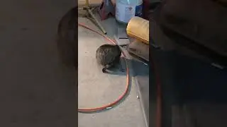 absolute balderdash