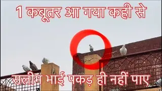 भाग गया कबूतर 🔥🔥#viral #trending #foryou 