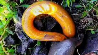 Best Oil Fishing | Unique Eel Fishing new Method | catching eel fish from deep hole