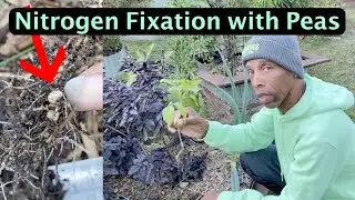 Growing Peas and beans this Fall for FREE NITROGEN #garden #gardening