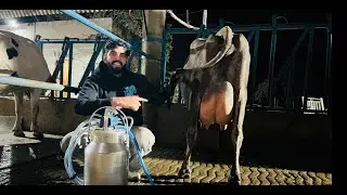 🔴Live Milking 🔴 from Sahib Dairy Farm,, Call- 95180 55688
