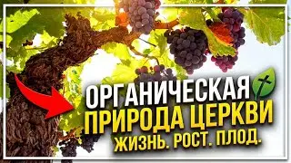 ОРГАНИЧЕСКАЯ ЦЕРКОВЬ