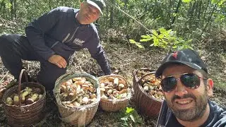 Boschi in festa:Esplosione di Porcini Aereus qualit&agrave; e quantit&agrave; incredibili @lucacorbarafunghi