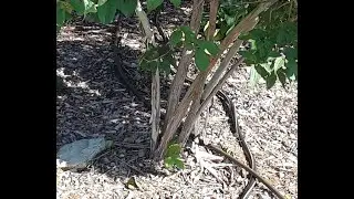 Nature Lesson  - The Seven Sons Shrub