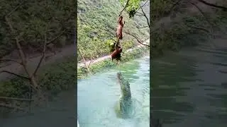 Monkey vs alligator