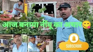  आज बनाया नींबू का अचार 😋👌|| ghr pr lge nimbu ki harvesting|| thakur family vlogs 