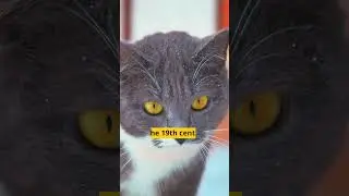 The History of Cats: Where Did They Come From