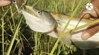 spoon fishing video | pathan fish video | wallago fish video | amazing fishing video ||