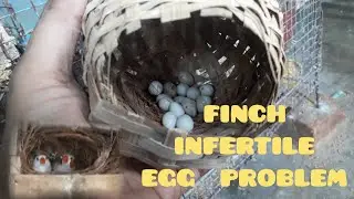 FINCH INFERTILE EGG PROBLEM..
