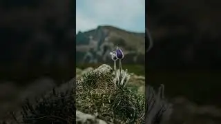 solo