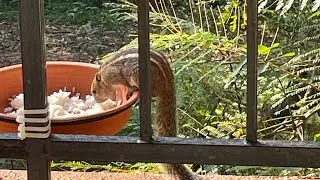 How nice to eat rice