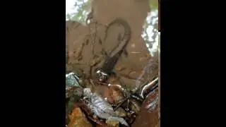 Dusky Salamander