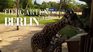 Nature in Berlin &ndash; A Peaceful Day in Tiergarten (October 2025)