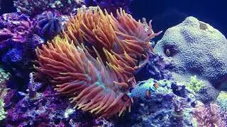 Colorado Sunburst anemone in high flow SPS tank