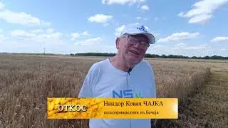 NEMA NI ZA LADNU VODU SA OVOM CENOM JECMA NANDORA KOVACA ZETVA JECMA POCELA 2023