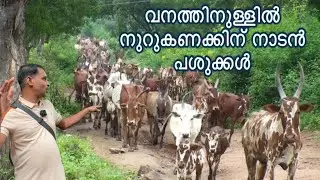 വനത്തിനുള്ളിലെ മലമുകളിൽ ആണ് ഇവയെ കണ്ടത് cow farming malayalam