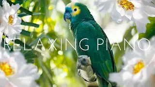 Piano Relaxing Music 🍀 Study Piano Music 🍀 Piano  For Stress Relief 🍀 Music For Studying