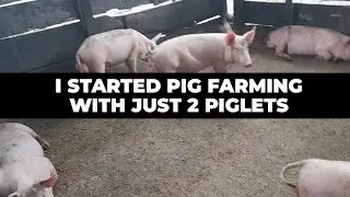 I Started Pig Farming with Just 2 Pigs and Now I Have Over 50 Pigs