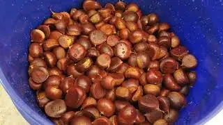heat treating chestnuts