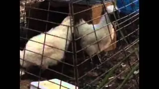 Silkie Chicken-Crowing for the 1st Time