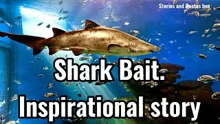 Shark Bait - Inspirational story.