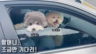 할머니 보고싶어서 355km 달려간 강아지