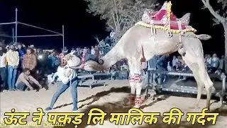 राजस्थानी ऊंट का डांस // Rajasthani Dj Song 2023 | Camel Dance 2023