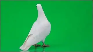 White Pigeon on green screen to use free with free sound effect | کبوتر سفید روی پرده سبز رایگان