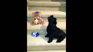 Diego Sings the Dreidel Song
