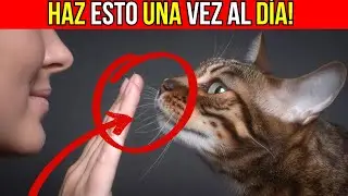 Haz estas 6 cosas a diario: así sabrá tu gato que lo amas