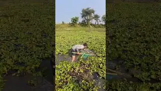 Hidden Fish Under Old Hyacinth | Rural Fishing Skills