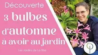 3 Bulbes pour l'automne - Les jardins de La Tine