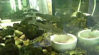 Str&ouml;mer (Wei&szlig;fisch) im Aquarium, Aufnahme: 2018 II 8