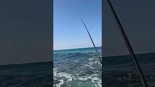 Один из саргассумов 😃