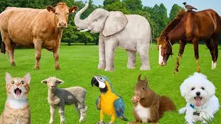 Изучите звуки животных: кошка, собака, корова, лошадь, овца, кролик, слон, белка &mdash; жизнь животных.