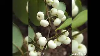 katupila/කටුපිල