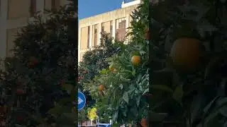 An Orange Tree is better replacement of any Juice Shop😉