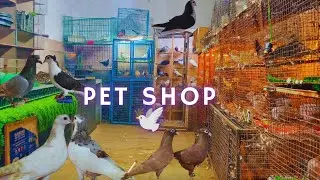 Salman hyderabad pet store||Vlog _80|| Shiraji chap Top quality TARA pigeon offer wale tukdi bird