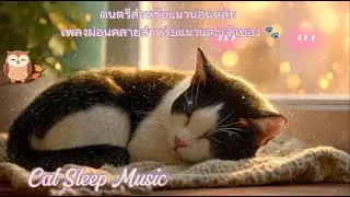 ดนตรีสำหรับแมวนอนหลับ เพลงผ่อนคลายสำหรับแมวและเจ้าของ 🐾  Cat Sleep Music