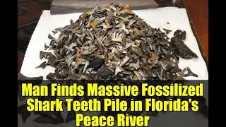 Man Finds Massive Fossilized Shark Teeth Pile in Florida's Peace River
