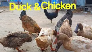 Duck & Chicken Farming Tips! 