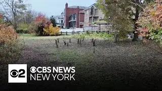 Queens homeowner illegally chopped down trees on protected land, advocates say