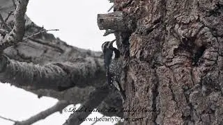 WILLIAMSON'S SAPSUCKER  drilling  Sphyrapicus thyroideus