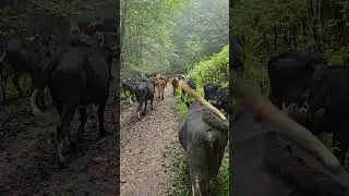Cow's Migration | Nomadic Life in the Deep Forest of Iran #nomadic #cow #villagelife