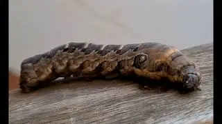 lagarta serpente (Eumorpha labruscae)